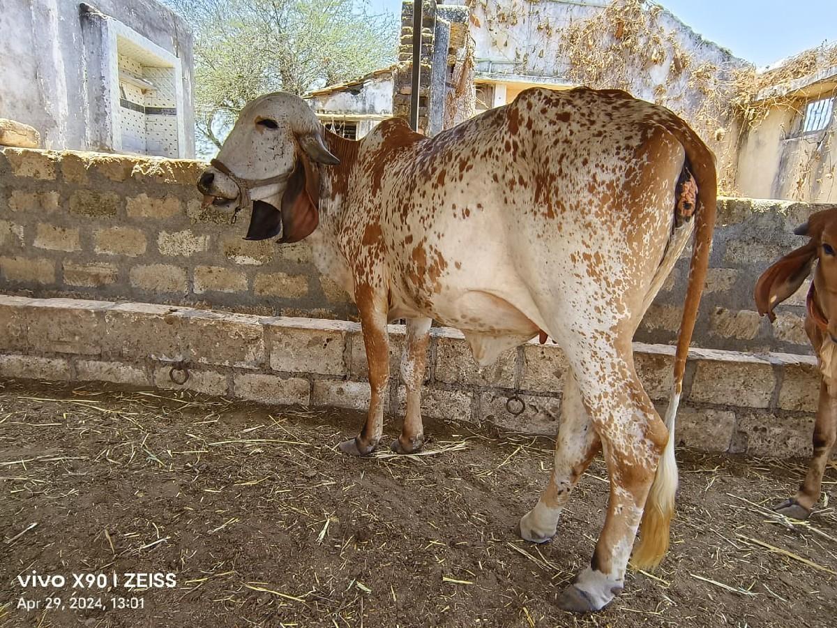 थंबनेल 2