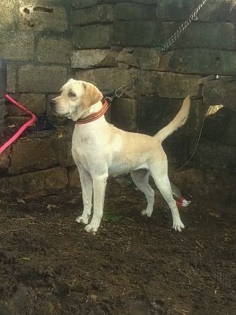 લેબ ફિમેલ વેચી દેવામાં સે સાટા માં