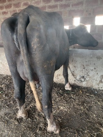 ભેસવેસવાનીસે