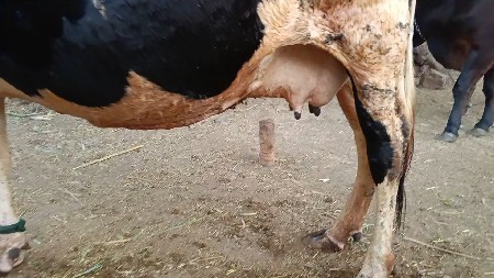 ગાય વેચવાની છે