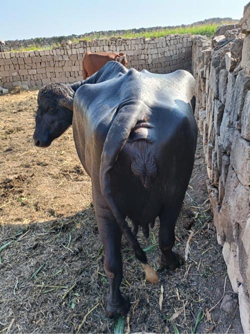 थंबनेल 3