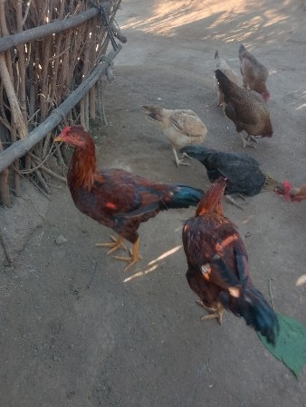 મુરઘા વેચવાના છે