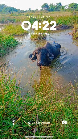 પાડો વેચવાનો છે