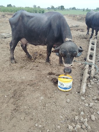 બીજું વેતર વીયાસે..