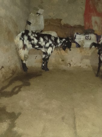 थंबनेल 3