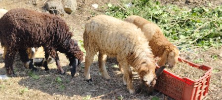 થંબનેલ 3