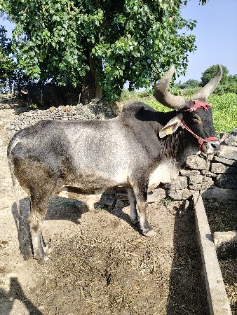 થંબનેલ 2