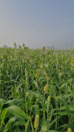 લીલું વેંચવા નું છે