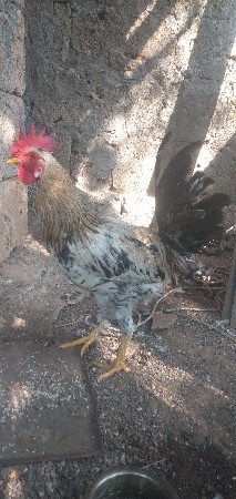 દેશી મુરઘો વેચવાનું છે