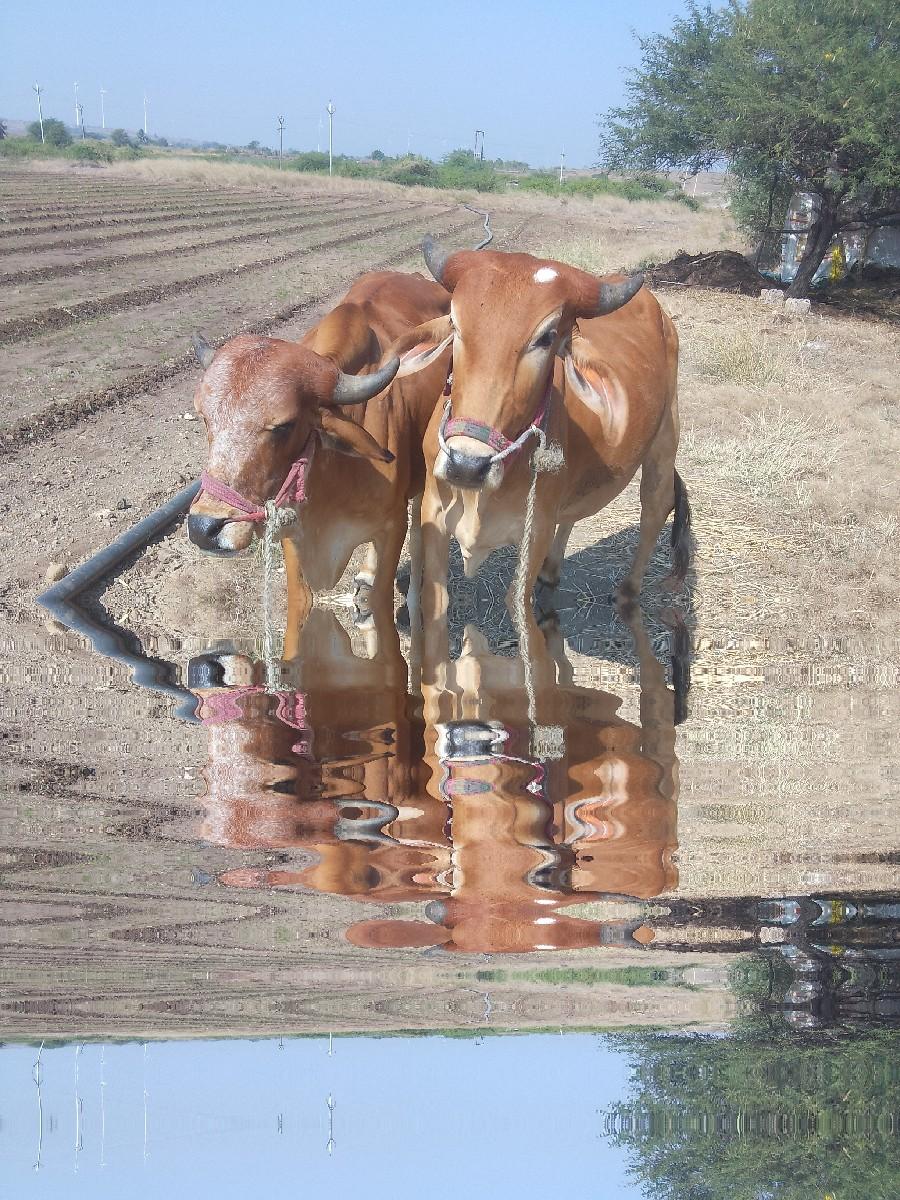 થંબનેલ 3