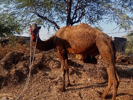 ઉંટ ગાડી વેચવાની છે