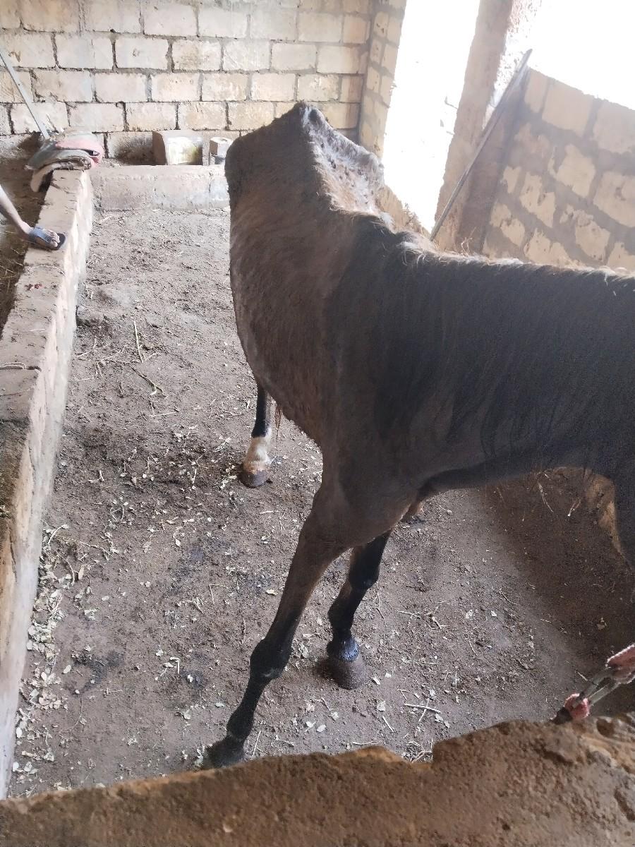 થંબનેલ 3