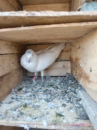 થંબનેલ 3