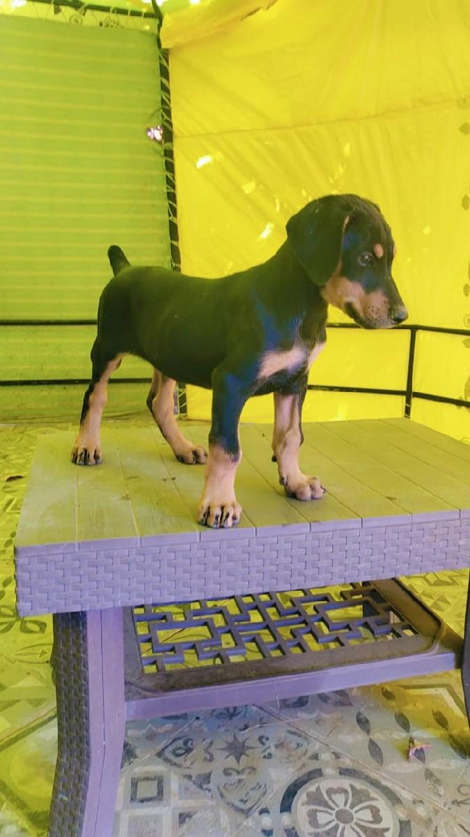 Doberman Male Puppy...🐕‍🦺
