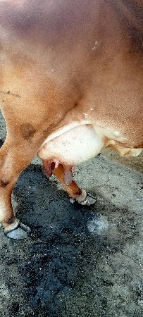 ગાય વેચવાની છે