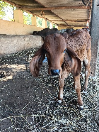 થંબનેલ 2