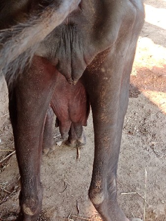 આખડેલી વેચવાની છે