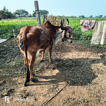 थंबनेल 2