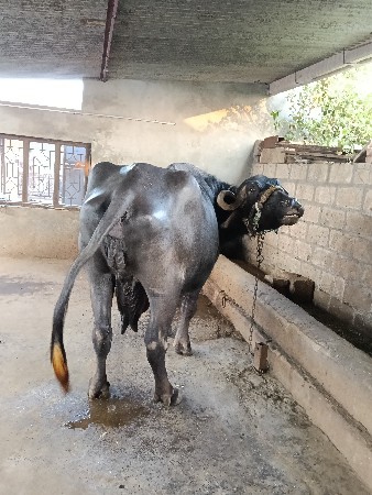 ભેંસ વેચવાની છે