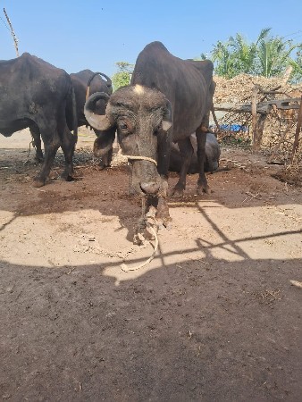 थंबनेल 3