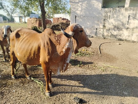 ગાય આપવાની છે