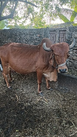 थंबनेल 2