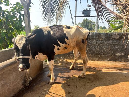 થંબનેલ 3