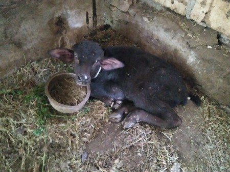 પાડો વેચવાનો છે