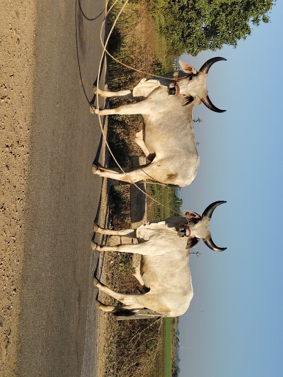 ગોઢલા વેચવાના સે