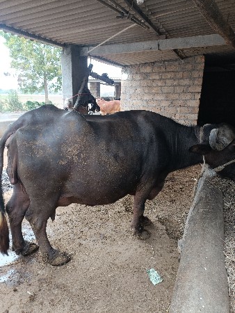 थंबनेल 3