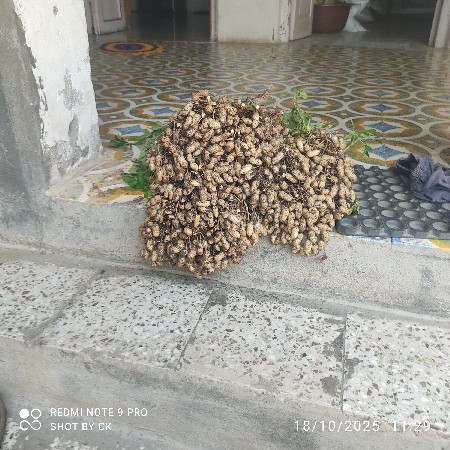 GG 40 મગફળી