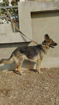 German Shepherd double code