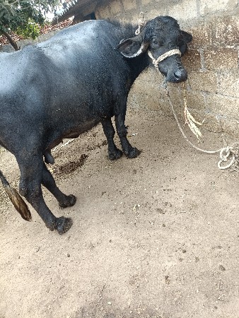 ભેંસ વેચવાની છે