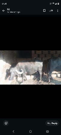 ભેંસ વેચવાની છે