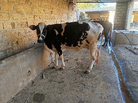 એસફ ગાય વેચવાની છે   ત્રણ આચળી