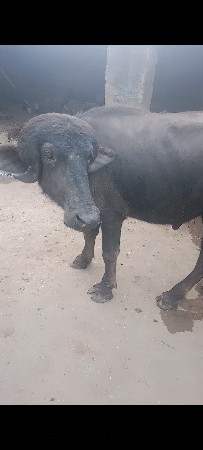 35હજાર ફૂટી ગયો