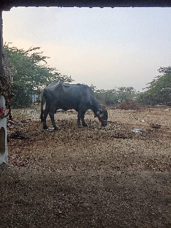 ભેંસ વેચવાની છે