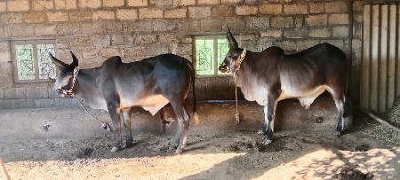 ગોડલા વેશ વના છે