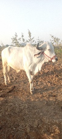 थंबनेल 3