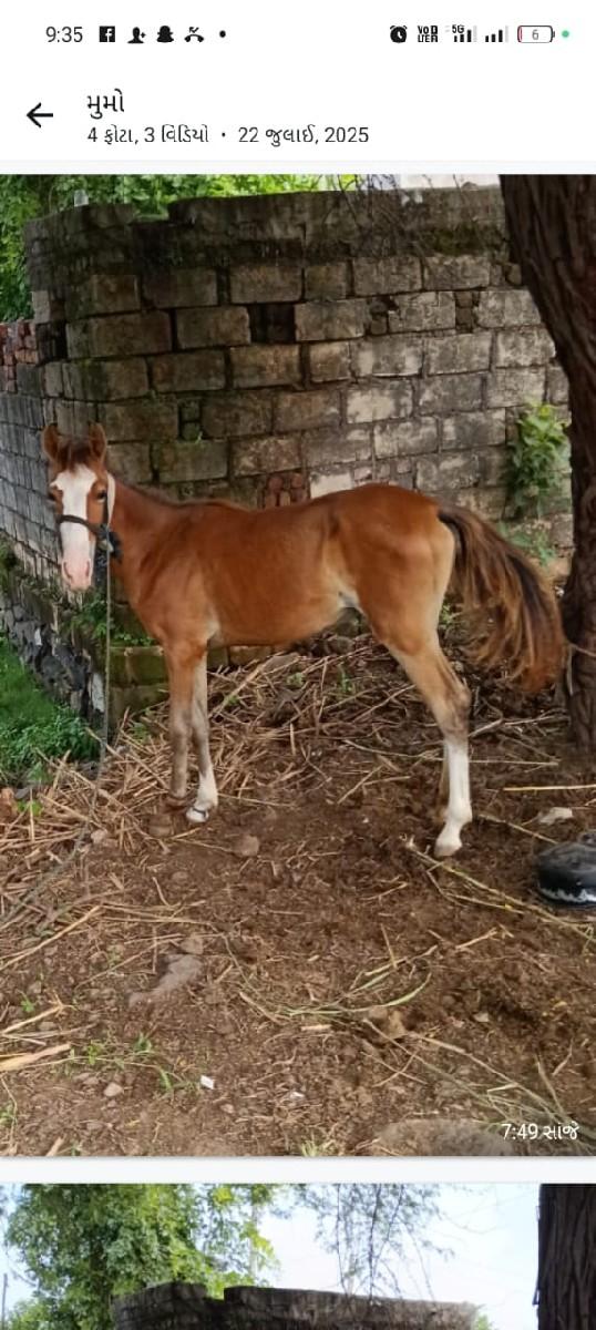 વછેરી વેચવાની