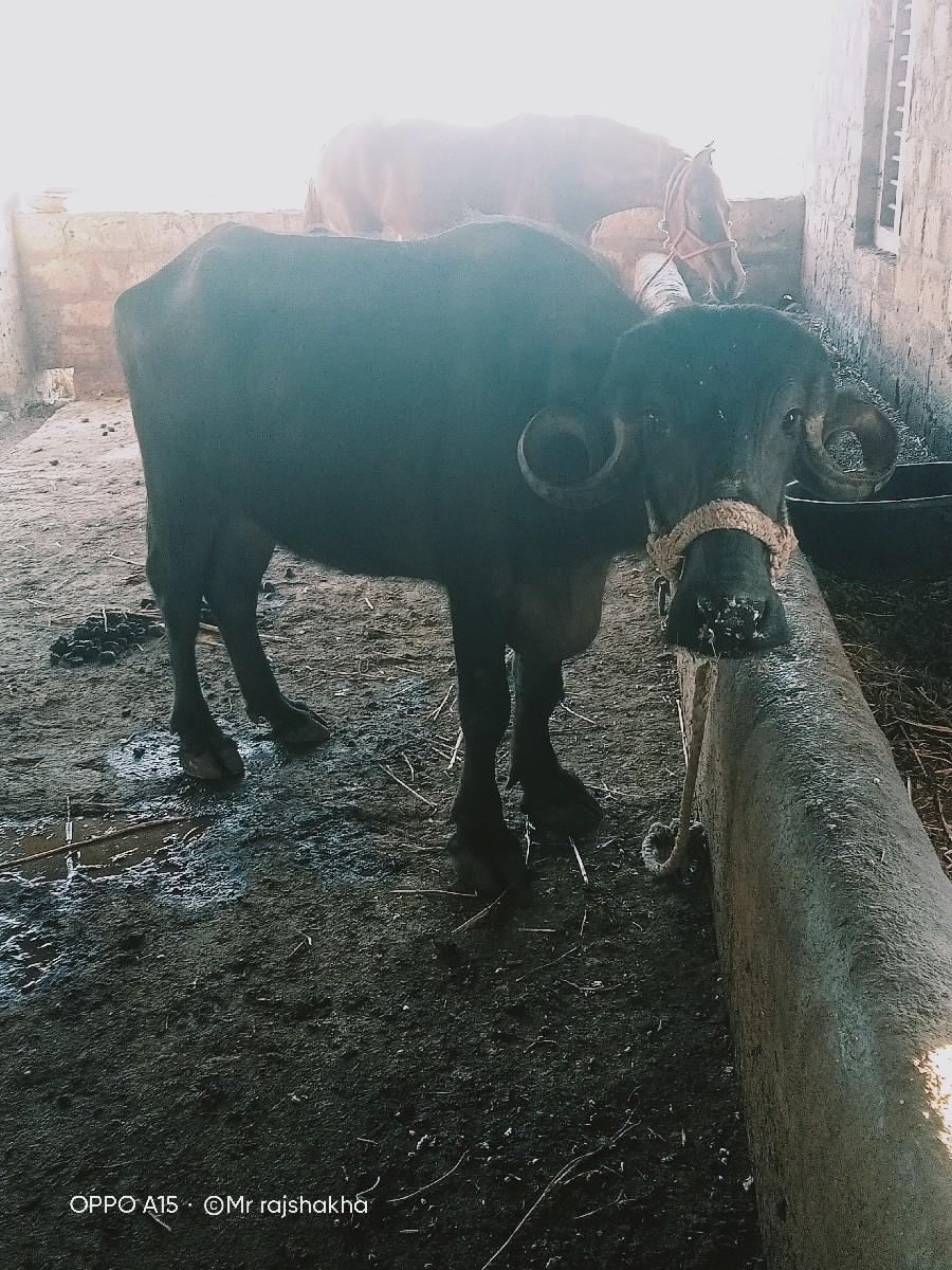 थंबनेल 3