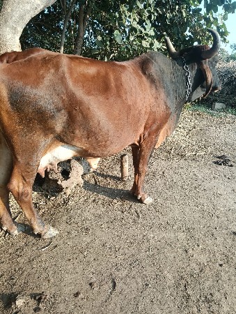 દેશી ગાય વેચવાની છે