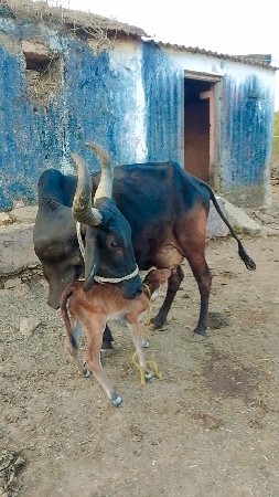 થંબનેલ 2