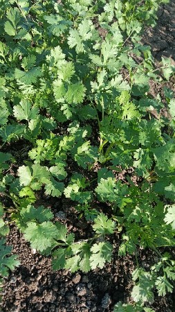 કોથમી 3 વિઘા ની દેવાની છે