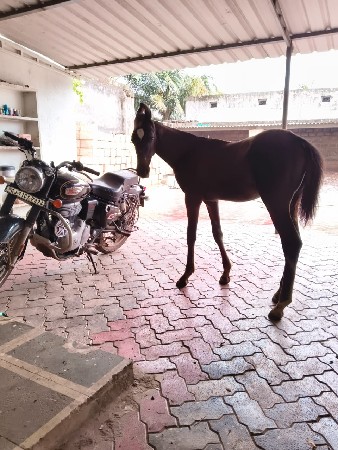 થંબનેલ 2