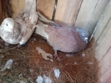 थंबनेल 3