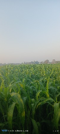 જુવાર વેચવાની છે