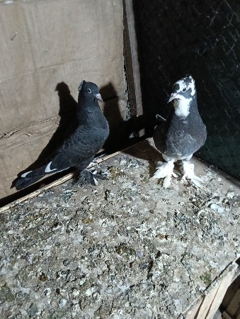 કબુતર પઠા