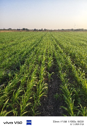 ભેસ લે વેસ માટે