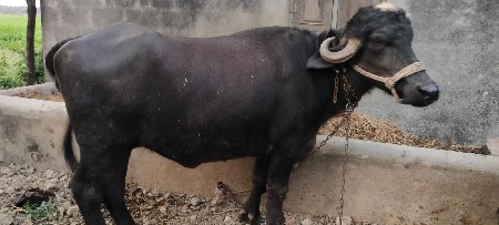 थंबनेल 2